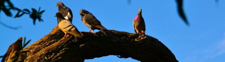 gezondheidszorg mediator mediation zorg en welzijn teammediation groepsmediation conflictoplosser coflictoplossing Viellevoy Arbeidsmediation | Advocatuur